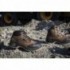 Chaussures de sécurité NOUMEA